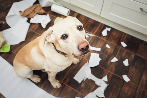 Naughty labrador retriever alone at home Naughty labrador retriever alone at home. Guilty look of dog after he broke plate and tore rolls of paper."n guilty stock pictures, royalty-free photos & images