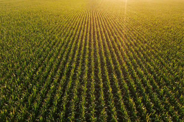 abnehmende perspektive luftaufnahme der grünen maisfeld im sommer sonnenuntergang - nobody aerial view landscape rural scene stock-fotos und bilder