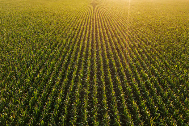Diminishing perspective aerial view of green corn field in summer sunset stock photo