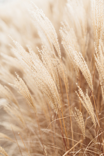 Abstract natural background of soft plants Cortaderia selloana. Frosted pampas grass on a blurry bokeh