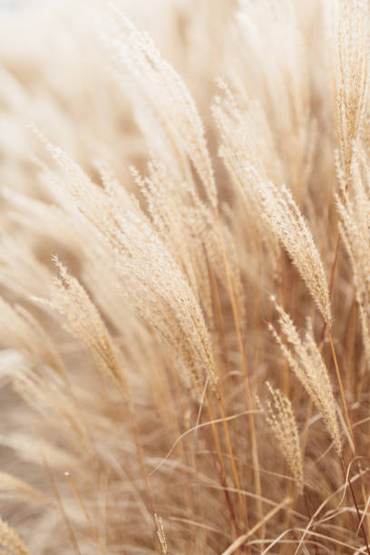 abstrakcyjne naturalne tło miękkich roślin cortaderia selloana. trawa pampasowa na rozmytym bokeh, suche trzciny w stylu boho. puszyste łodygi wysokiej trawy zimą - falling vertical green grass zdjęcia i obrazy z banku zdjęć