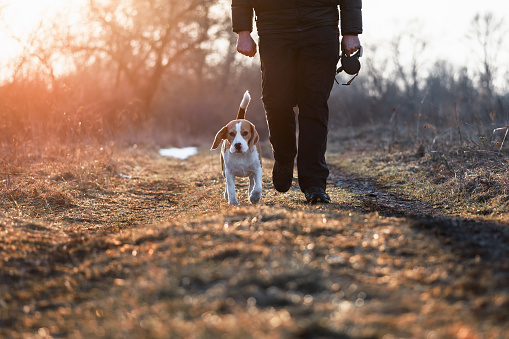 Cute beagle dog walking directly next to owner on 