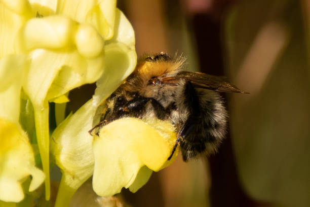 istock Bourdon des champs --- Bourdon roux (Bombus pascuorum) 1364187692