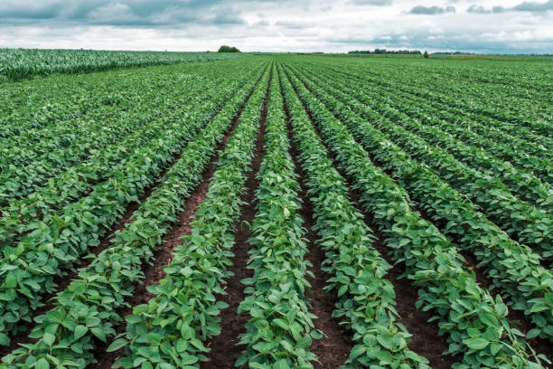 Rows of cultivated soybean crops in diminishing perspective stock photo
