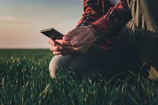 Farmer using smartphone in wheat crop field, smart farming concept on wheatgrass plantation