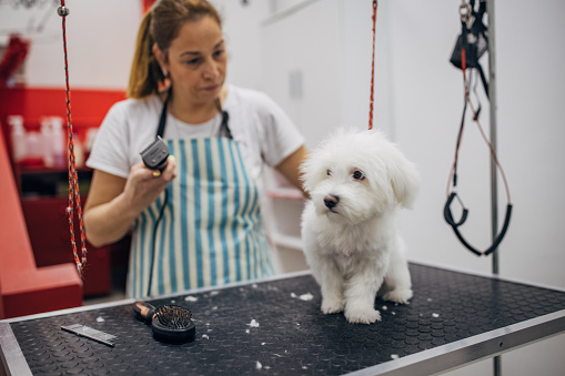 Woman with an apron using a trimmer to cut the hair of a little maltese puppy in pet grooming saloon