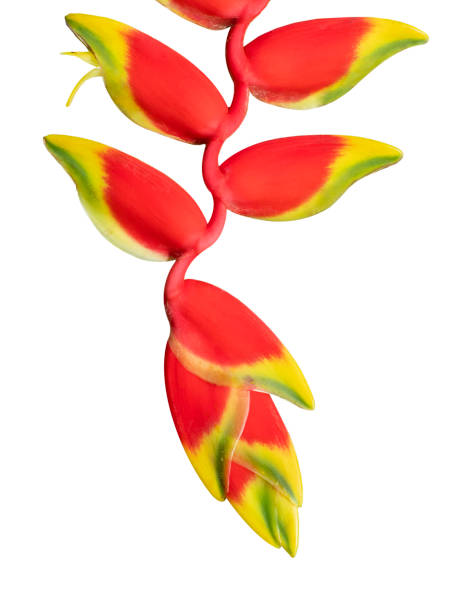 istock Tropical Flower Heliconia, isolated on white 1364189687