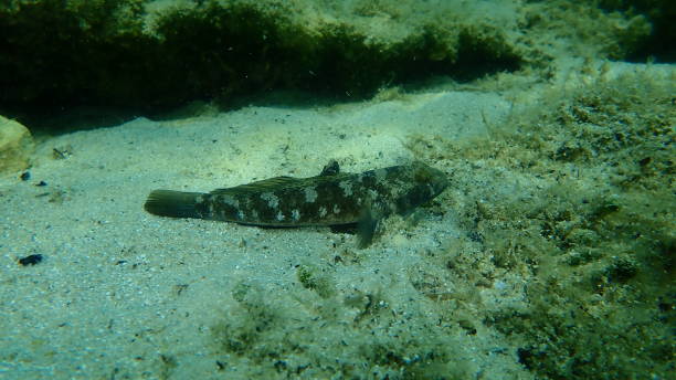 istock Black goby (Gobius niger) undersea, Aegean Sea 1364190018