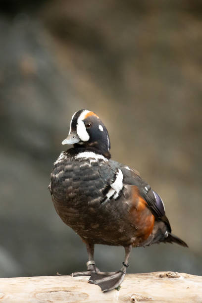 Harlequin duck sitting of a driftwood log Close up of a harlequin duck drake sitting on a log 7944 stock pictures, royalty-free photos & images