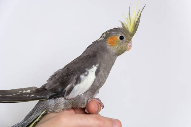 istock Cockatiel parrot stands on man hand isolated on a white background with copy space 1364190967