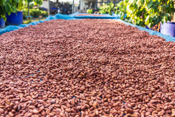istock Organic cocoa beans sun drying on the farm 1364191010