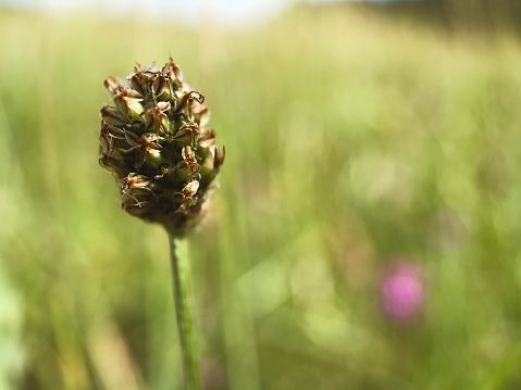 Sedge in Summer on meadow, Carex ericetorum, Germany