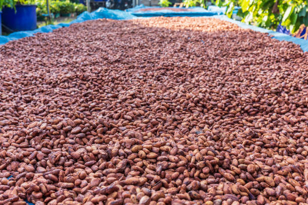 istock Organic cocoa beans sun drying on the farm 1364191130