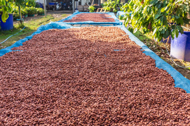 istock Organic cocoa beans sun drying on the farm 1364191147