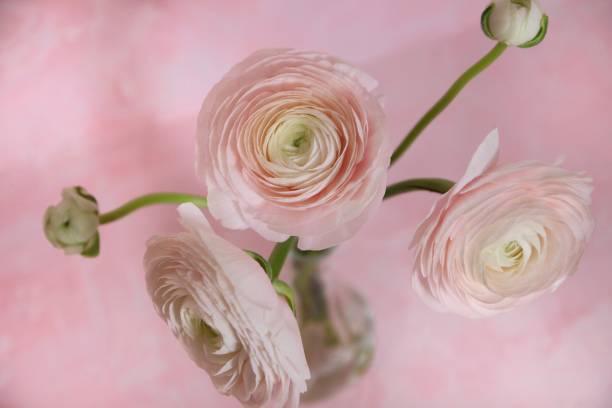 istock Three big light pink ranunculus and two small ranunculus on pink background. Circle flower bud with many petals. Top view, closeup. 1364191361