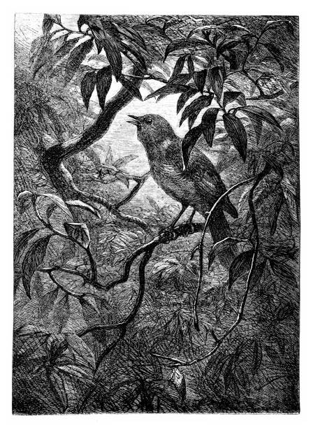 Nightingale Illustration of a Nightingale nightingale stock illustrations