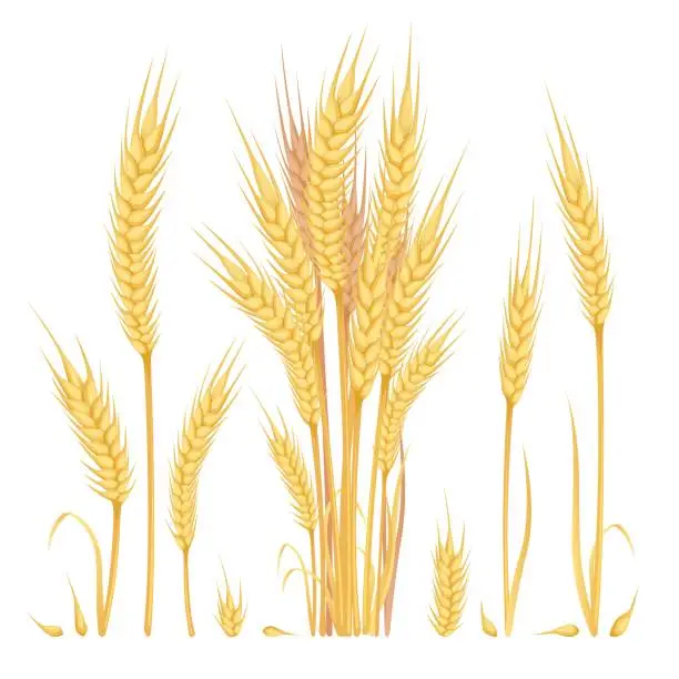 Vector illustration of Cartoon rye spikelet. Spikelets grain cereals whole barley, ears wheat, bouquet oat plants, farm seed, golden spike wheats with stems, bundle ear flour, recent vector illustration