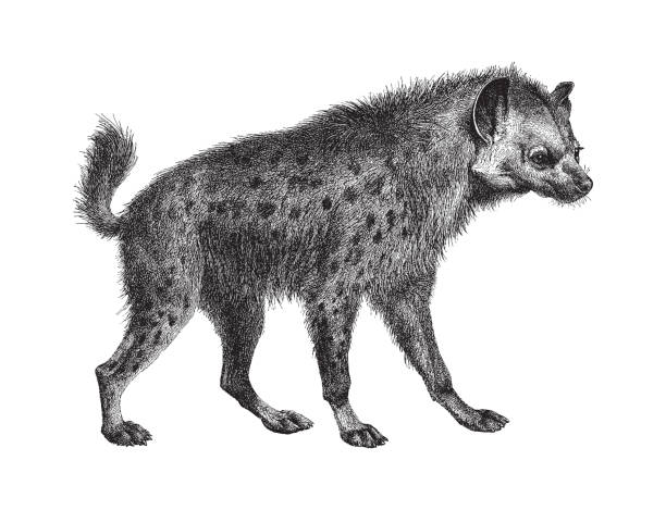 Spotted hyena (Crocuta crocuta) - vintage engraved illustration illustration from Meyers Konversations-Lexikon 1897 hyena stock illustrations