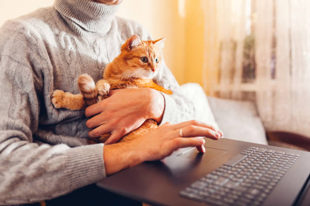 istock Working online from home with pet using computer. Man typing on laptop with ginger cat in hands looking at screen. 1364193446