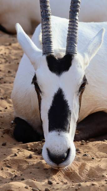 oryx da arábia - arabian oryx - fotografias e filmes do acervo