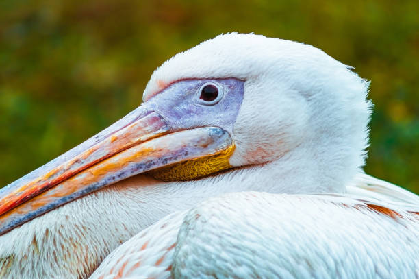 istock Portrait of a great white pelican 1364195732