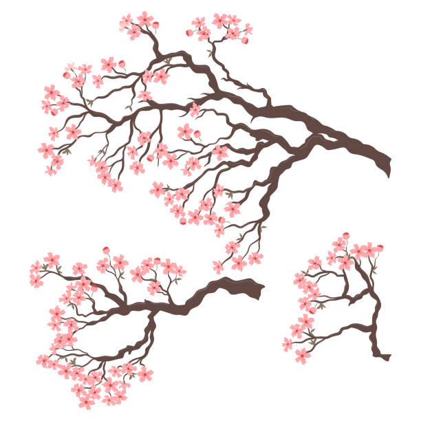 satz blühender sakura-zweige isoliert auf weißem hintergrund. vektorgrafik. - apfelbluete stock-grafiken, -clipart, -cartoons und -symbole