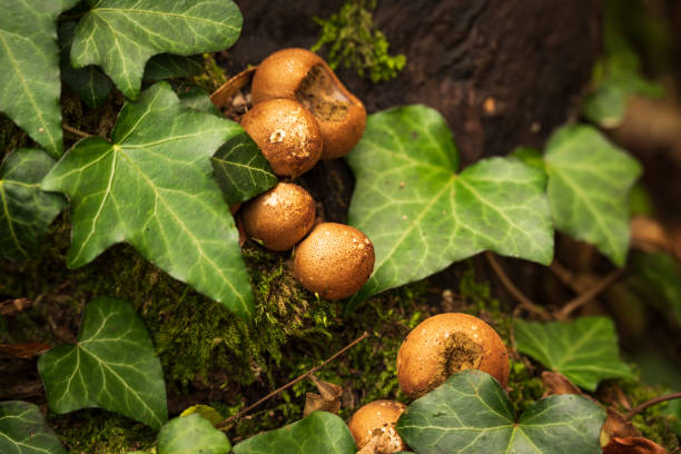istock Forest mushrooms under green ivy leaves, probably pear puffballs (Apioperdon pyriforme) 1364197762