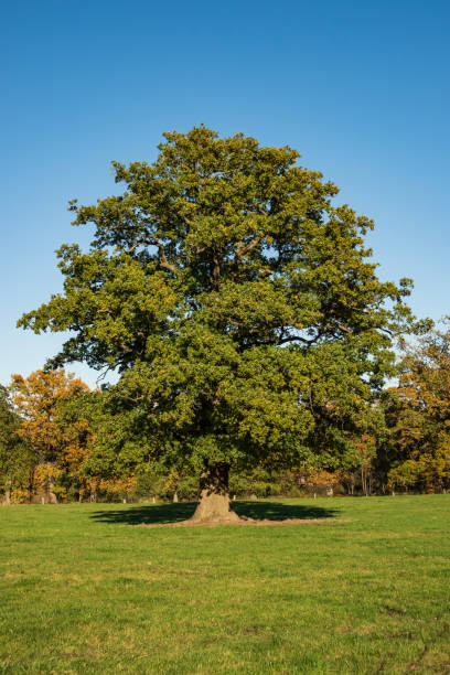 poderoso roble (quercus robur) en un prado verde - english oak fotografías e imágenes de stock