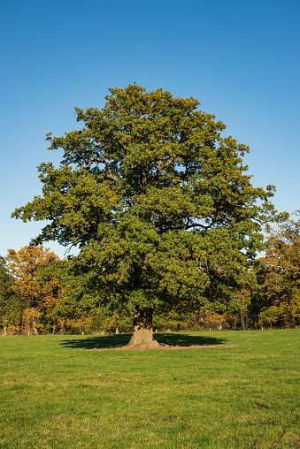 Mighty old oak tree (“Huteeiche”, wood pasture oak) on a green meadow under a clear blue sky in a rural area of the Reinhardswald, Hesse, Germany