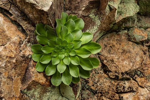Close-up of a large “Aeonium glutinosum” succulent growing on volcanic rocks on the island of Madeira, Portugal