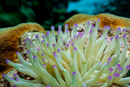 The small shrimp cleans the sea anemone. The sea amemone protects the shrimp from predators