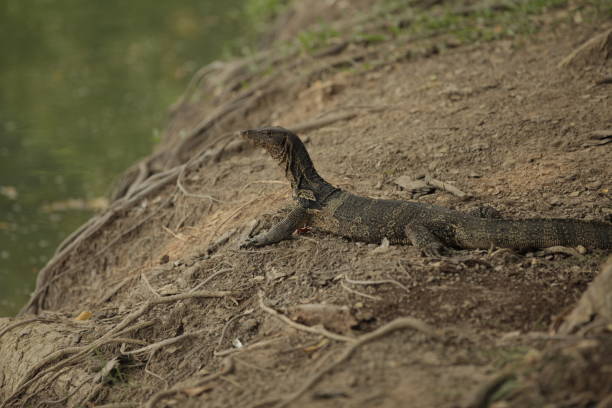 istock Lizard on dirt ground, water Edge, Thailand wildlife 1364198308