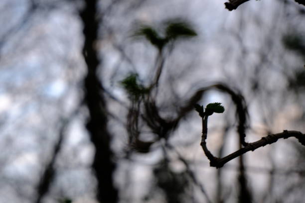istock Nunhead Cemetery, London 1364200922
