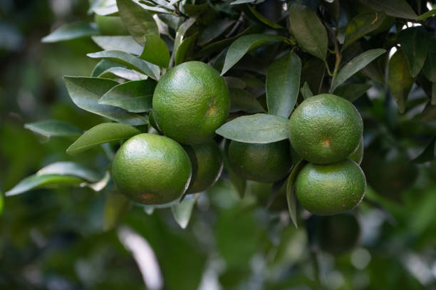 alcune arance verdi immature sull'albero di arancio - grapefruit citrus fruit leaf fruit foto e immagini stock