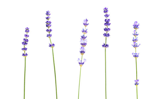 istock Purple lavender flowers on white background 1364204088