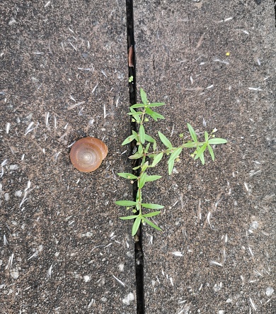 A tiny snail lies beside a small plant growing out of a crevice