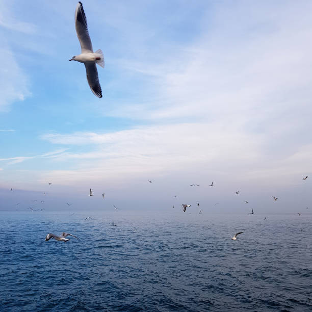 istock Seagulls fly over the sea. Beautiful birds 1364204471