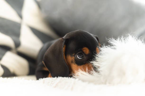 istock Cute small sausage dog 10 weeks old on the sofa indoor 1364206643