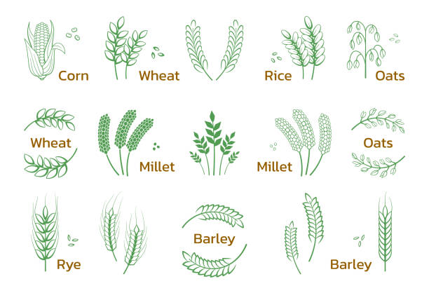 시리얼과 곡물. 쌀 밀 보리 호밀 아이콘, 빵집 및 유기농 제품 로고. 벡터 집합 - oat farm grass barley stock illustrations