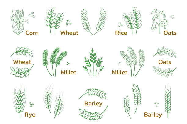 ilustrações, clipart, desenhos animados e ícones de cereal e grãos. ícones de cevada de trigo de arroz, logotipo de padaria e produtos orgânicos. conjunto vetorial - oat farm grass barley