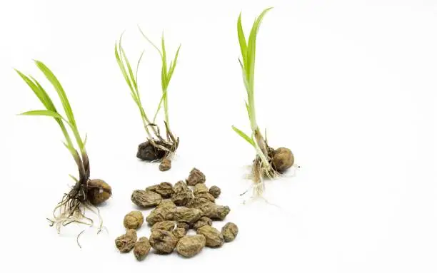 Seeds of Cyperus esculentus, hydrated and germinated Valencian tigernuts on white background