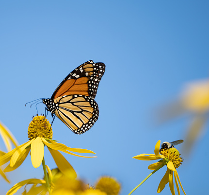 Monarch butterfly and bumble bee feeding on yellow wildflowers against blue sky background.