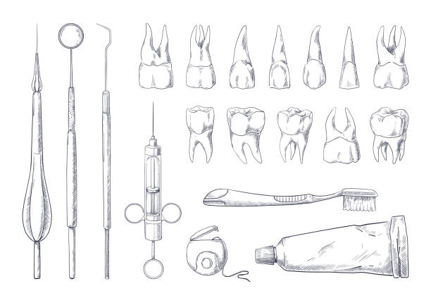 Dentist sketch. Hand drawn stomatology equipment vintage engraving with different teeth types. Toothpaste and toothbrush. Dental floss. Medical instruments. Vector dentistry tools set Dentist sketch. Hand drawn stomatology equipment vintage engraving with different teeth types. Toothpaste and toothbrush. Dental floss. Medical exam instruments. Vector isolated dentistry tools set mirror object drawings stock illustrations