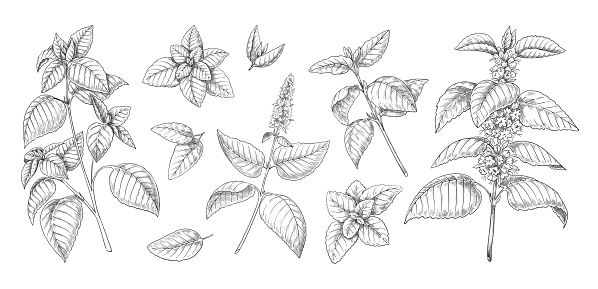 Peppermint sketch. Mint leaves branches and flowers vintage engraving. Hand drawn spearmint and melissa herbs. Culinary or medical aromatic plant twigs. Vector botanical elements set