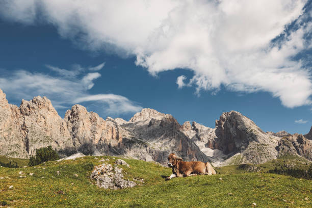istock Happy cow resting on a mountain field 1364210017
