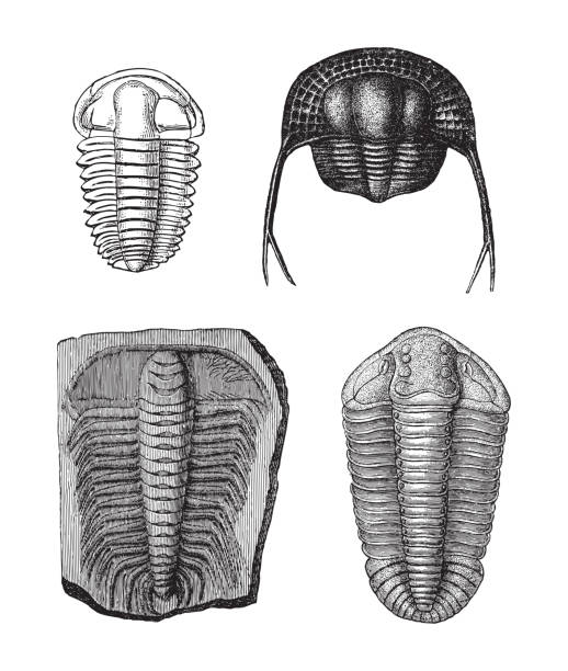 ilustraciones, imágenes clip art, dibujos animados e iconos de stock de fósiles de trilobites (período silúrico y cámbrico) - ilustración grabada vintage - prehistoric antiquity illustrations