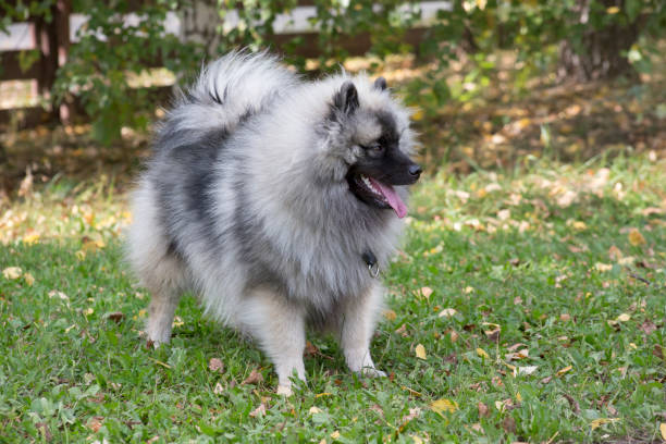 il cucciolo di wolfspitz di deutscher è in piedi nel parco autunnale. keeshond o spitz tedesco. animali da compagnia. - keeshond foto e immagini stock