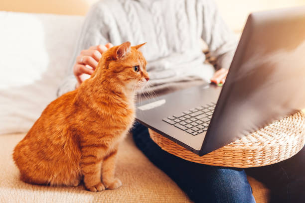 istock Working online from home with cat using computer. Man holding laptop sitting on couch by ginger pet looking at screen. 1364213409