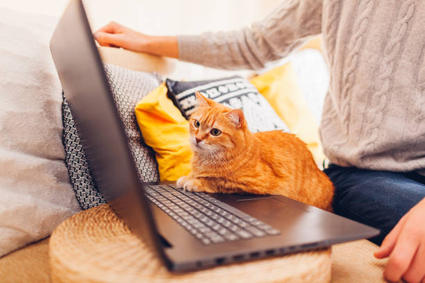 istock Working online from home with cat using computer. Man shows ginger pet film on laptop sitting on couch looking at screen 1364213459