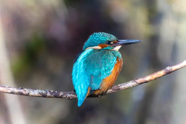 A Common Kingfisher (alcedo atthis) in the Reed, Heilbronn, Germany.